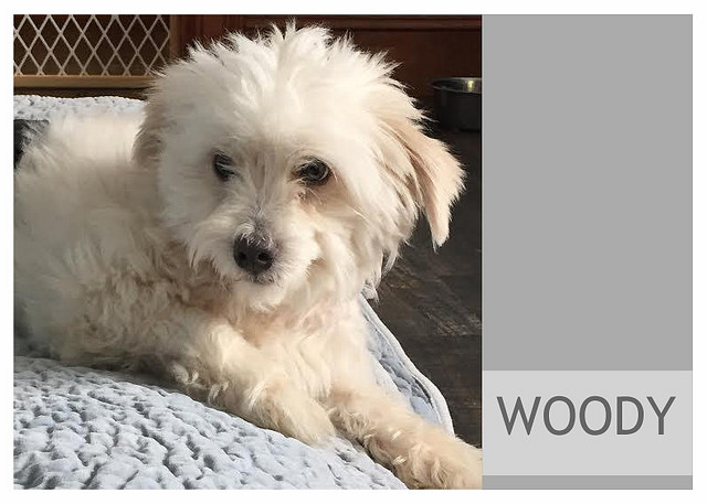 Help us help dogs like Woody!